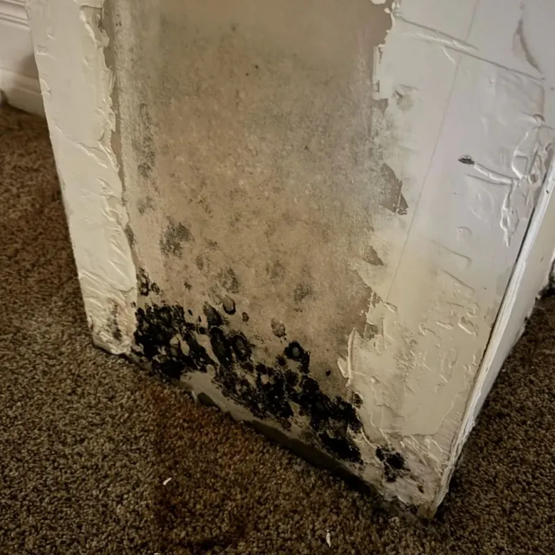 Professional Mold Removal in Terry County, TX